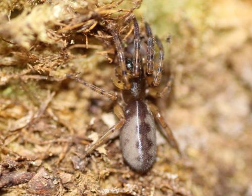 Réf. 191 583 : Segestria sp.